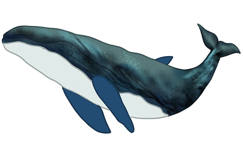 Whale Drawing 13