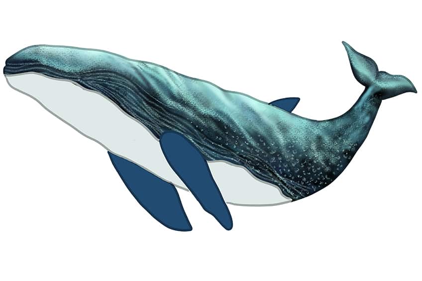 Whale Drawing 14