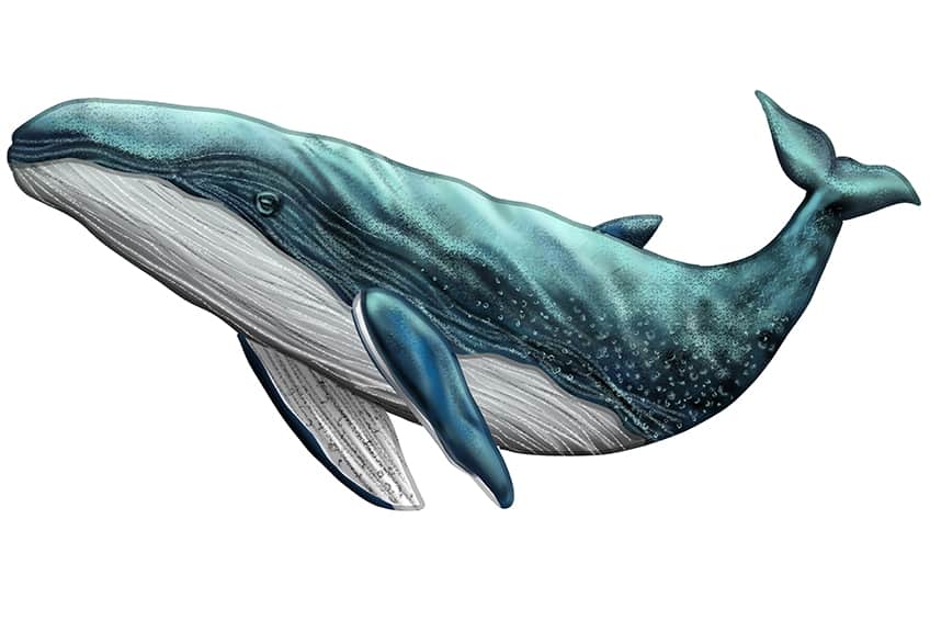 Whale Drawing 16