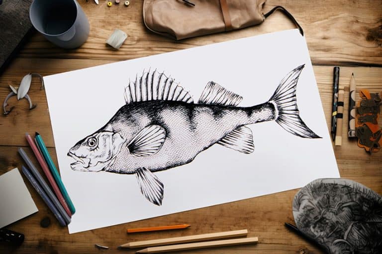 Fish Drawing – An Easy Aquatic Tutorial for Beginners