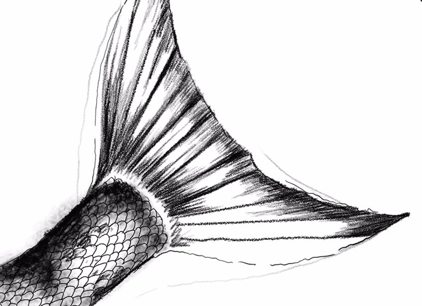 fish sketch