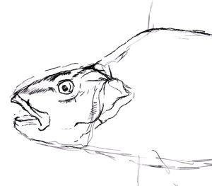 Fish Drawing - An Easy Aquatic Tutorial for Beginners