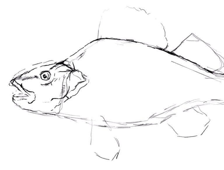 Intermediate Fish Drawing Fish Drawing - An Easy Aquatic Tutorial for Beginners
