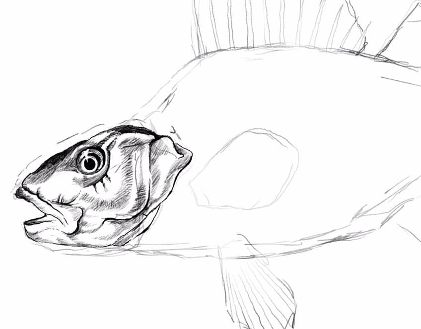 how to draw a fish 14