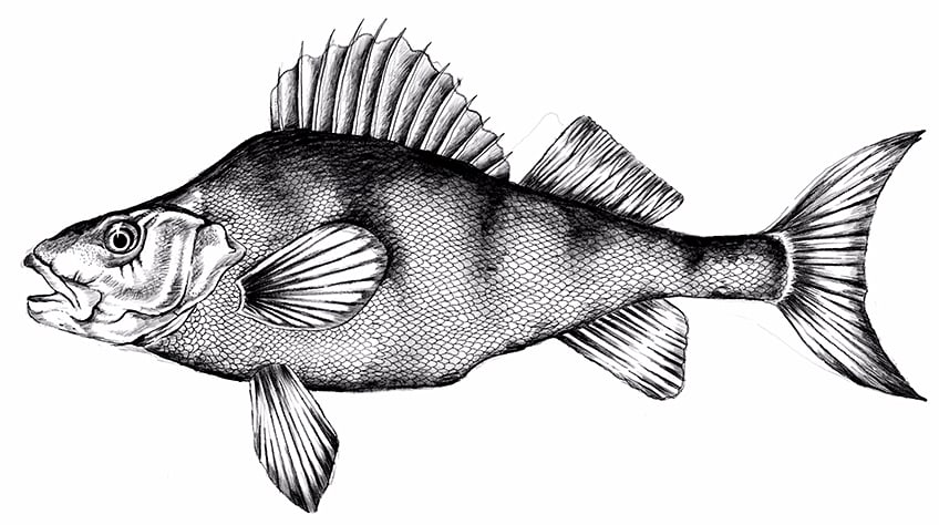 realistic fish drawing