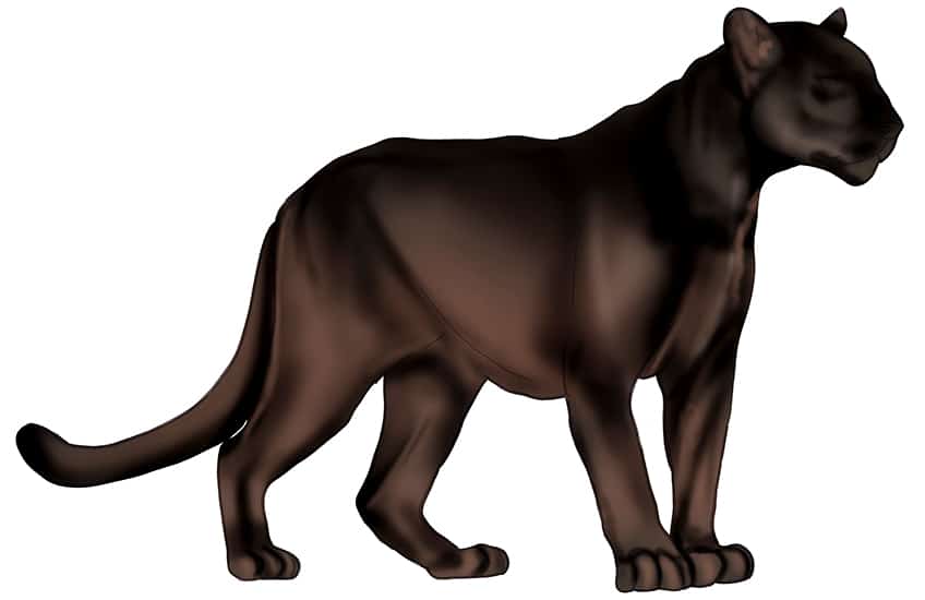 Black Panther Drawing by Paul Stowe | Saatchi Art-saigonsouth.com.vn