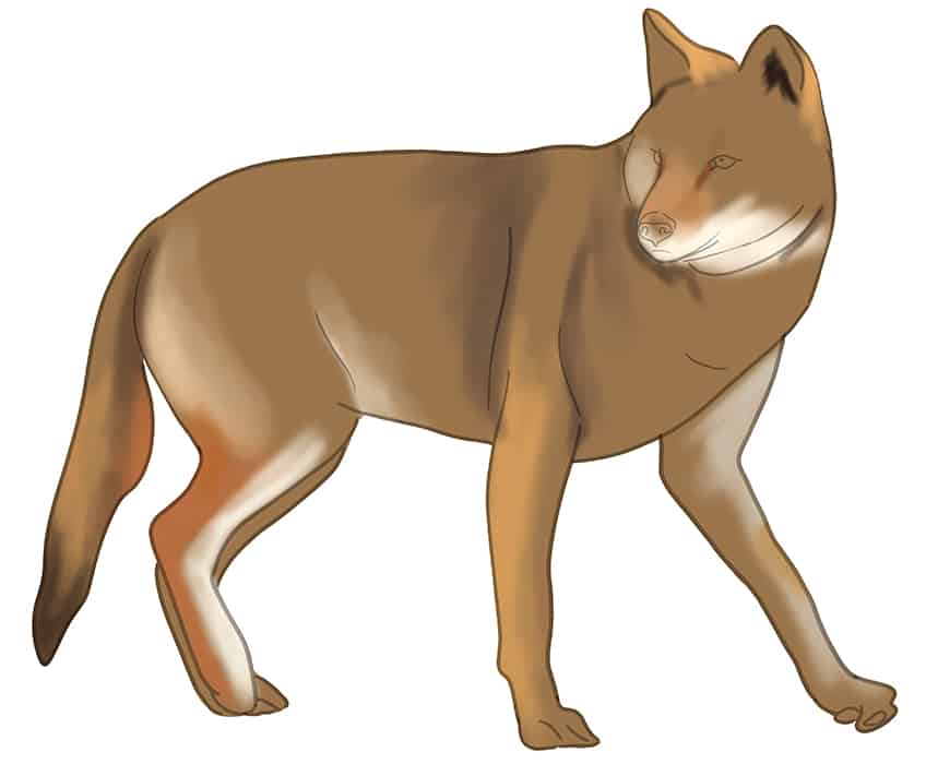 Coyote Drawing 09