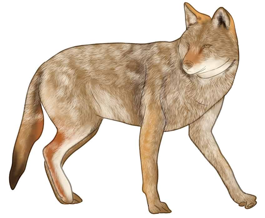 Coyote Drawing 10