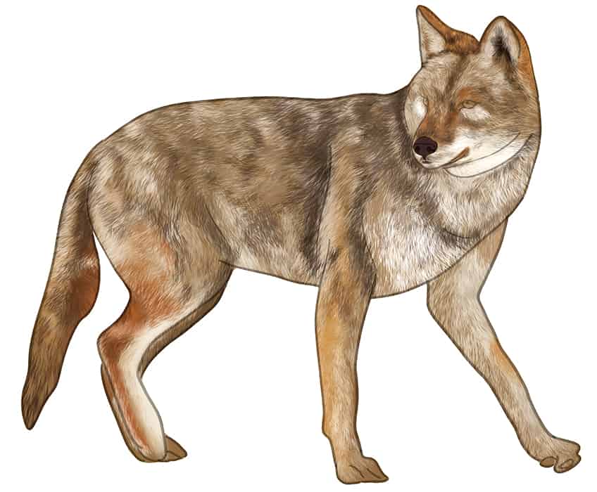 Coyote Drawing 12