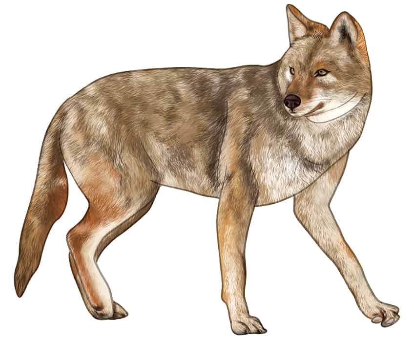 Coyote Drawing 13