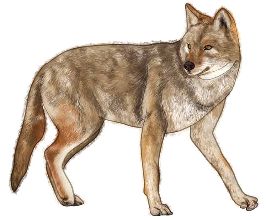Coyote Drawing 14