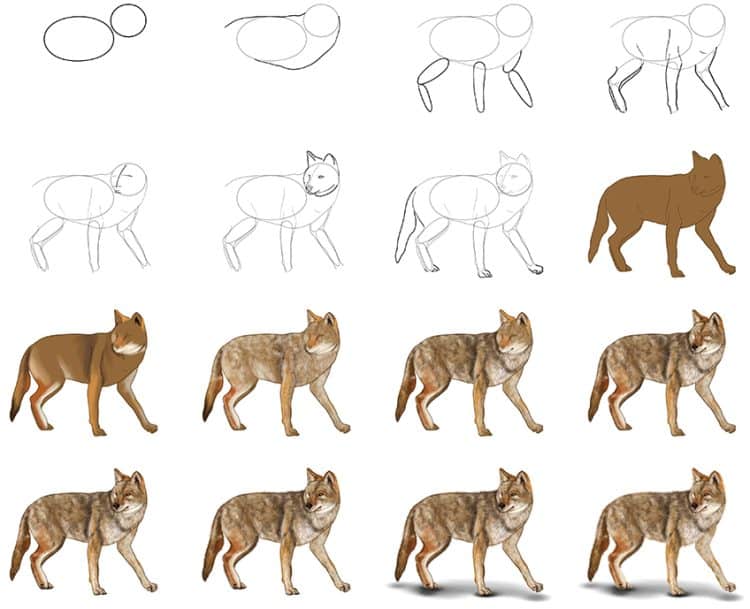 How to Draw a Coyote Create a Cunning Coyote Drawing