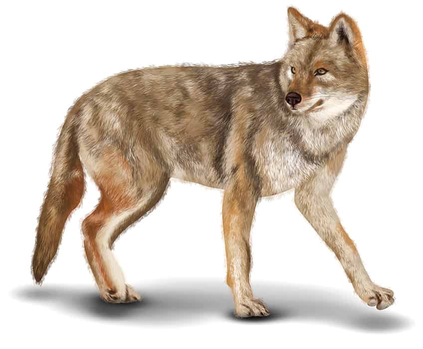 Coyote Sketch 16