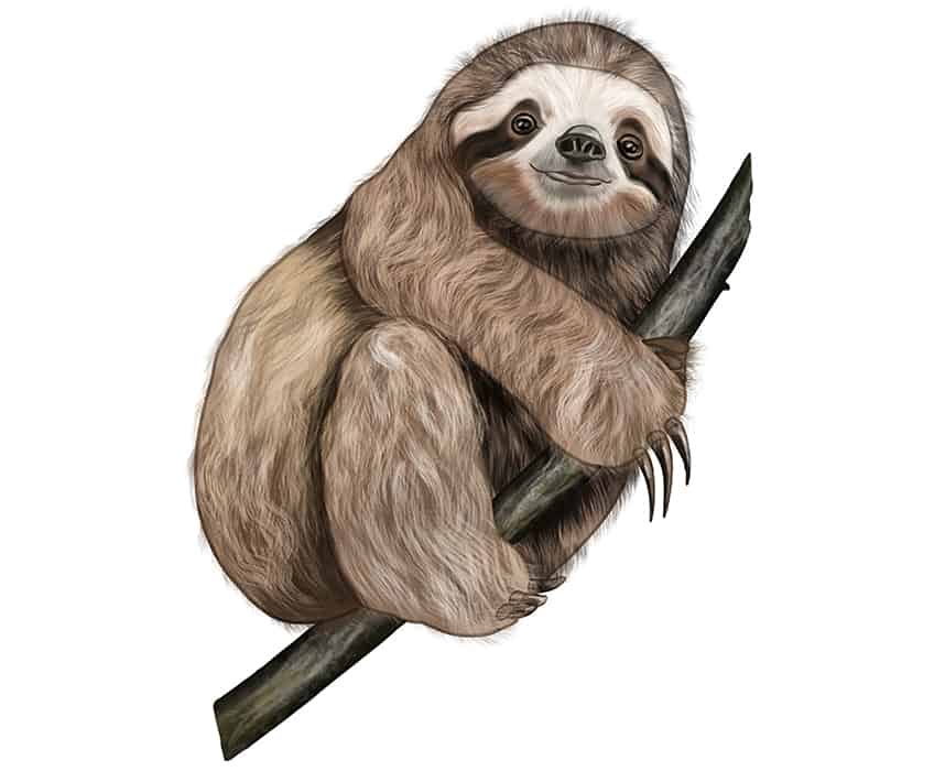 sloth drawing