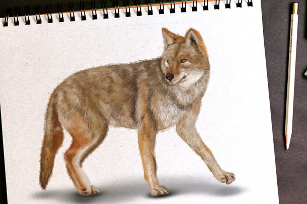 How To Draw A Coyote - Create A Cunning Coyote Drawing