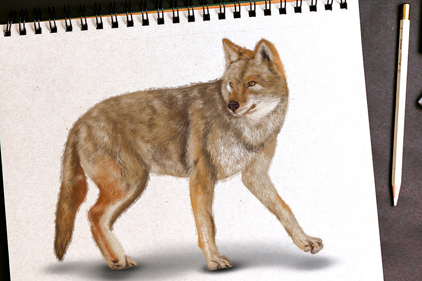How to Draw a Coyote