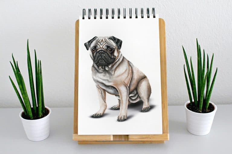 How to Draw a Pug – Create an Adorable and Easy Dog Drawing