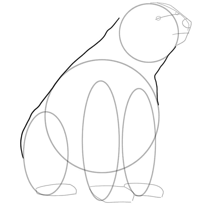 Polar Bear Drawing 08