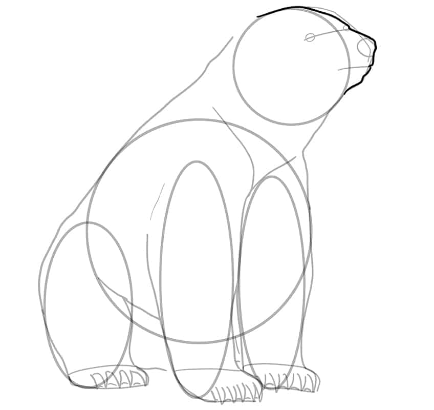 Polar Bear Drawing 11