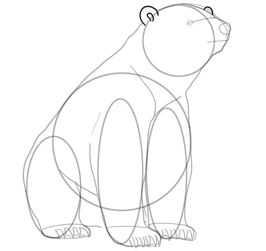 Polar Bear Drawing 12