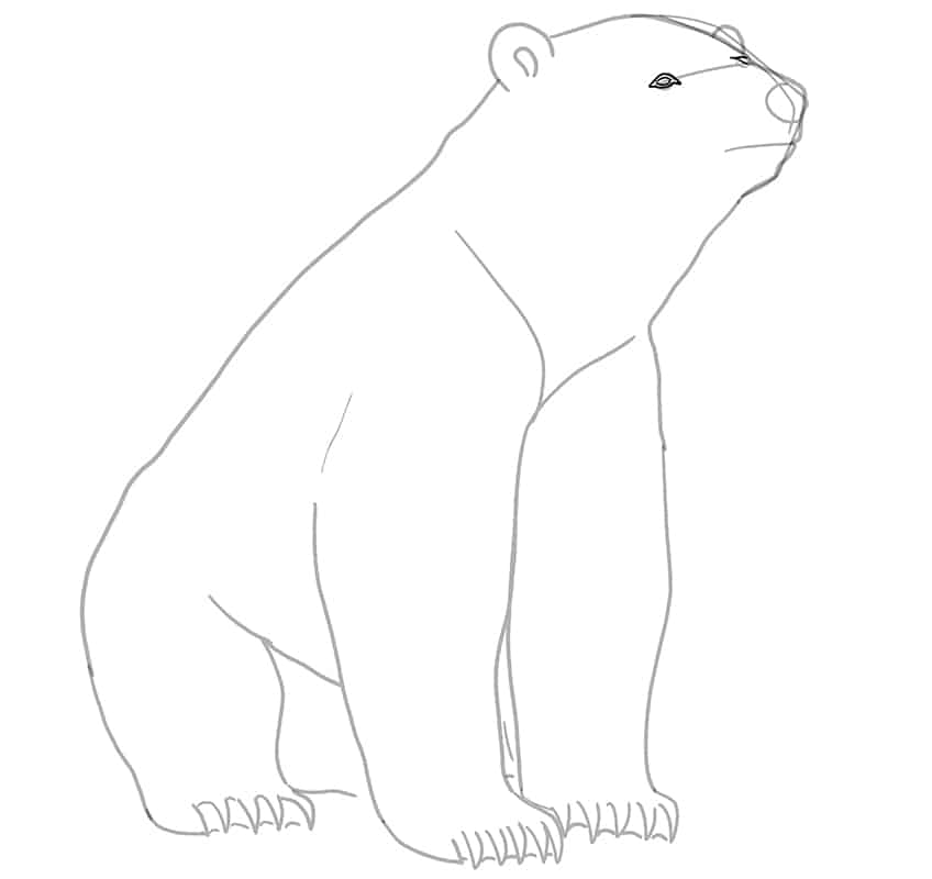 Polar Bear Drawing 13