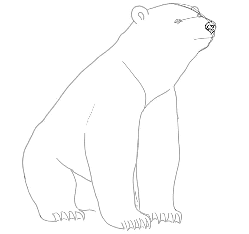 Polar Bear Drawing 14