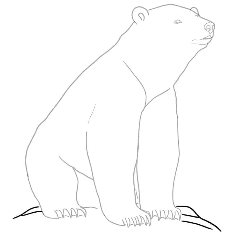 Polar Bear Drawing 16