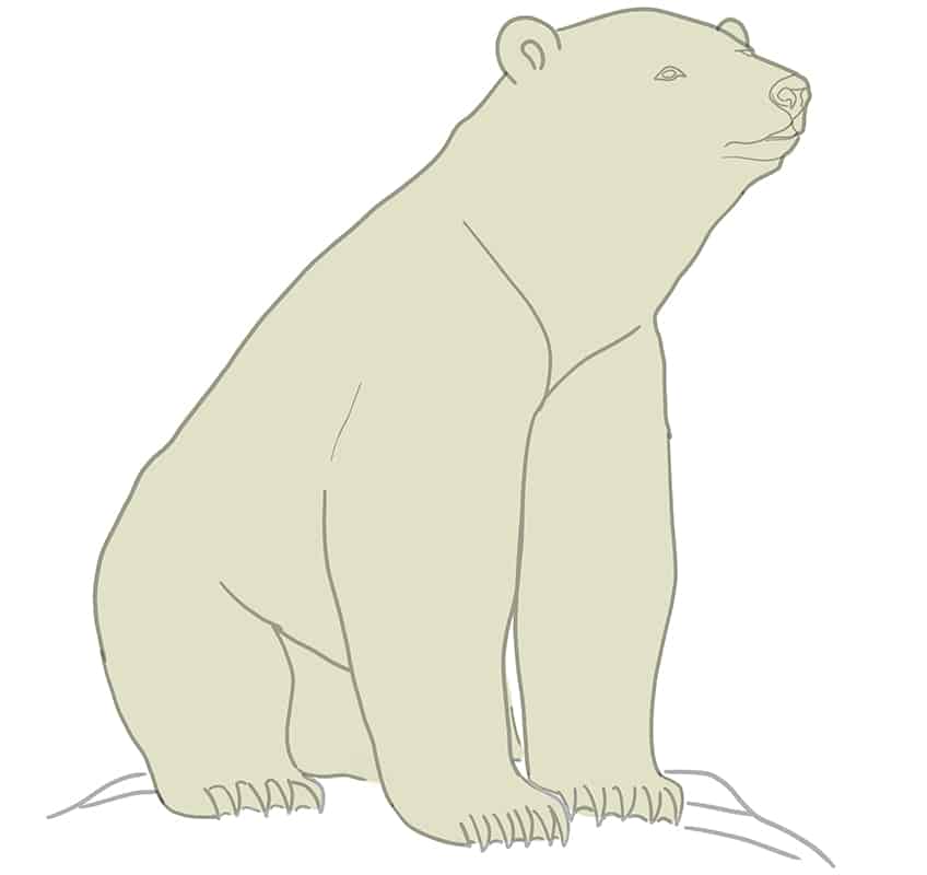 Polar Bear Drawing 17