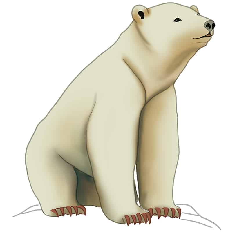 Polar Bear Drawing 19