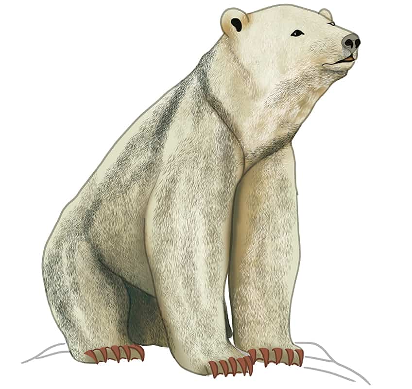 Polar Bear Drawing 20
