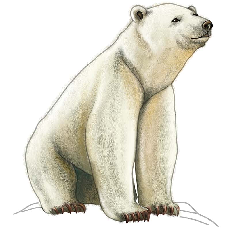 Polar Bear Drawing 22