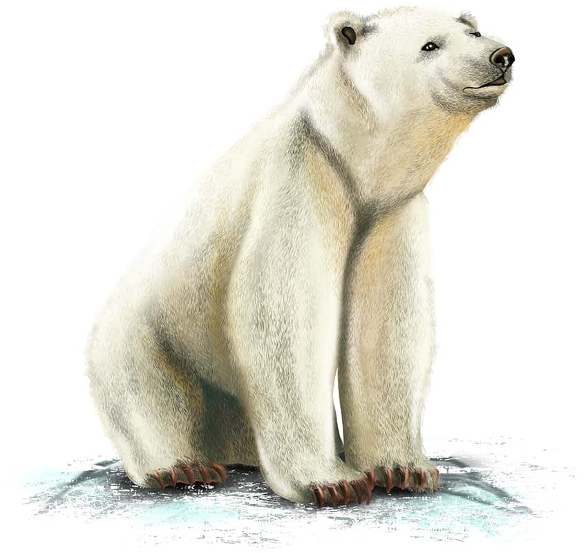 Polar Bear Drawing 24
