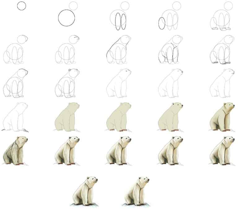 How to Draw a Polar Bear Draw a Cute and Cuddly Polar Bear