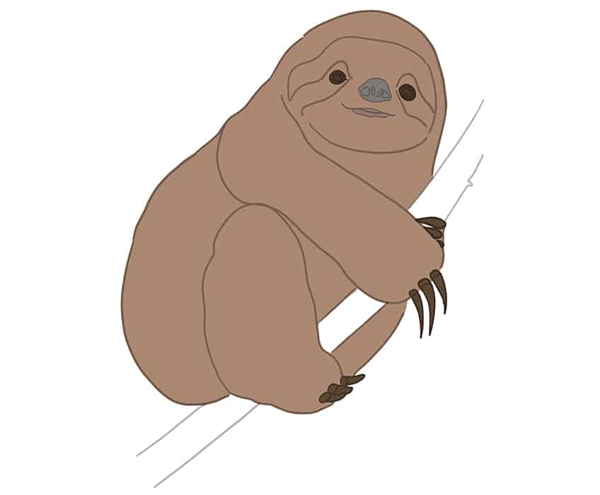 Sloth Drawing 16