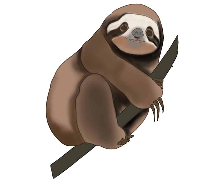 Sloth Drawing 18
