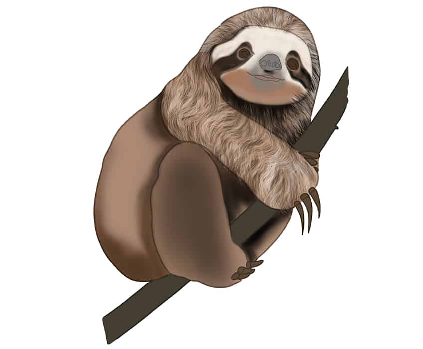 Sloth Drawing 19