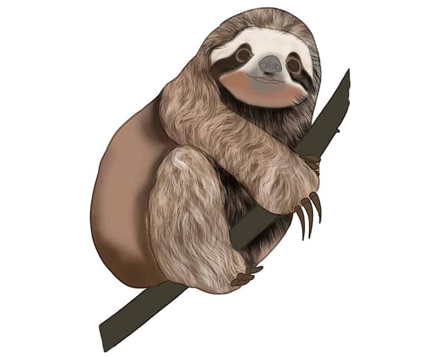 Sloth Drawing 20