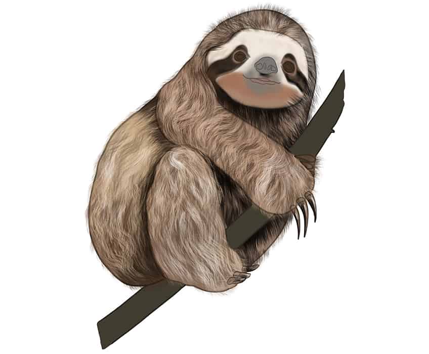 Sloth Drawing 21