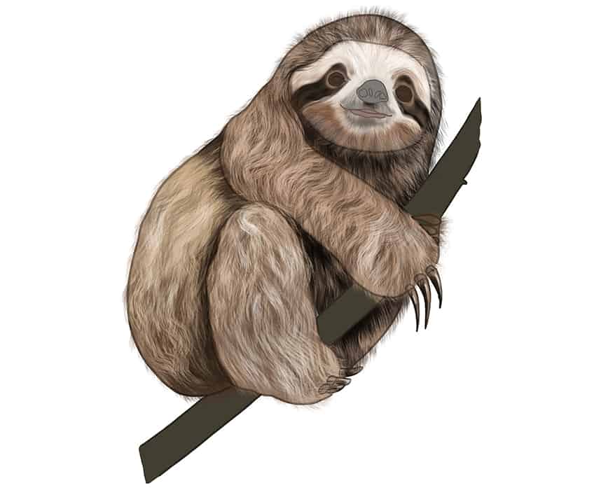 Sloth Drawing 22