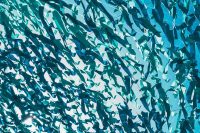 Petrol Blue - Learn All About the Petrol Blue Color