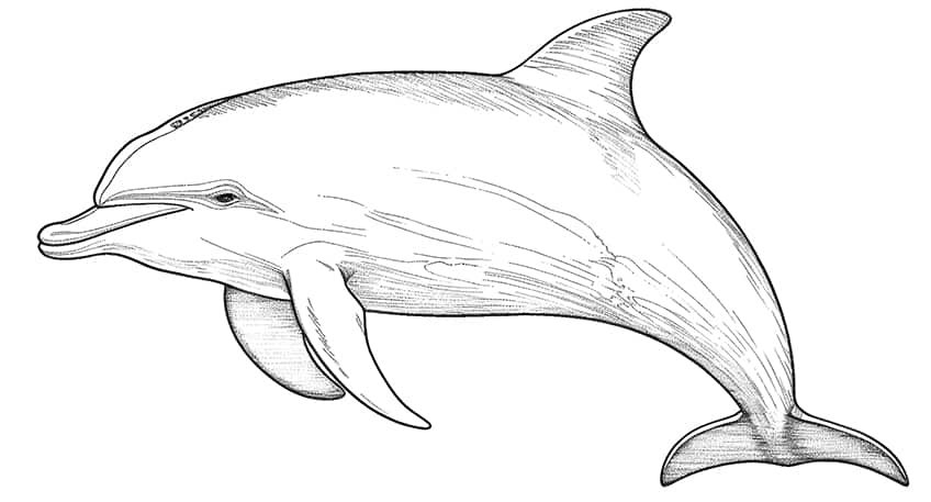 dolphin coloring page 01