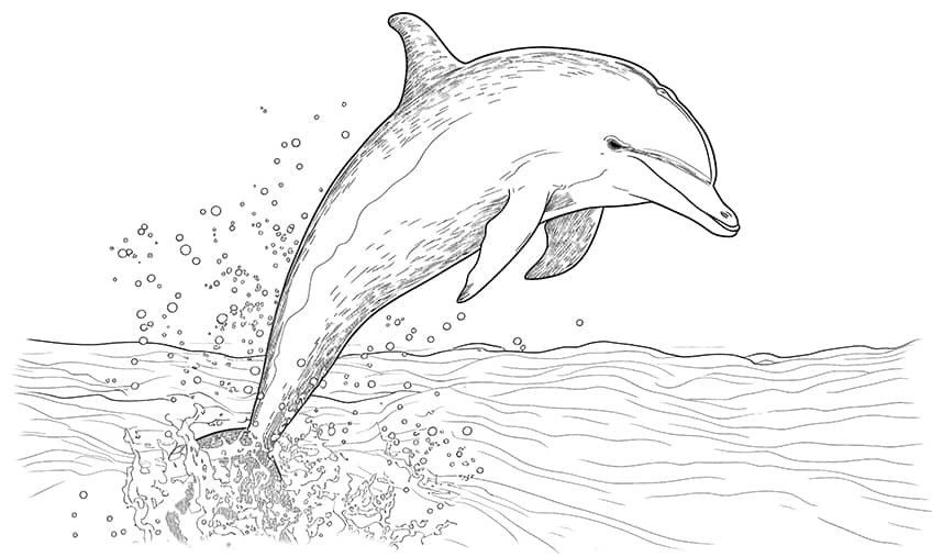 dolphin coloring page 07