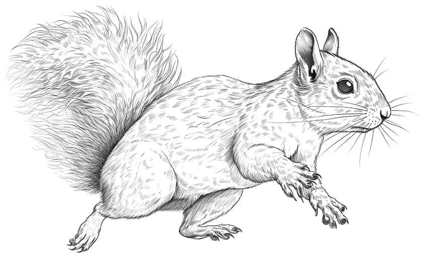 squirrel coloring page 10