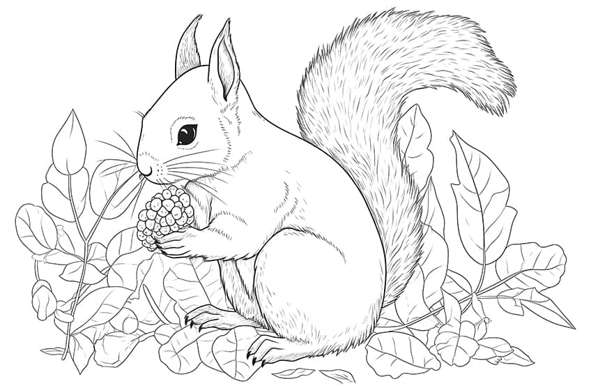 squirrel coloring page 12