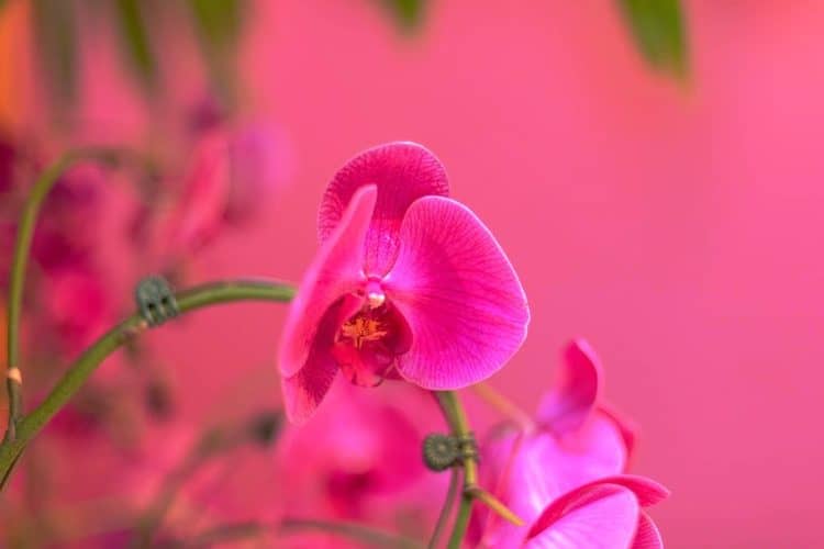 Rose Color - Learn How to Use the Rose Color Palette