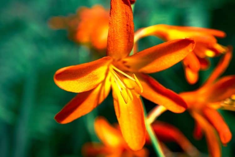 What Color Does Orange and Green Make? Warm Color Palette