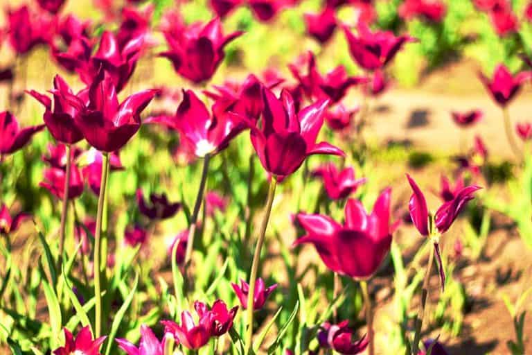 Rose Color - Learn How to Use the Rose Color Palette