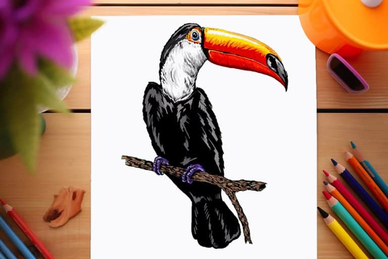 How to Draw a Toucan – A Bright and Tropical Tutorial