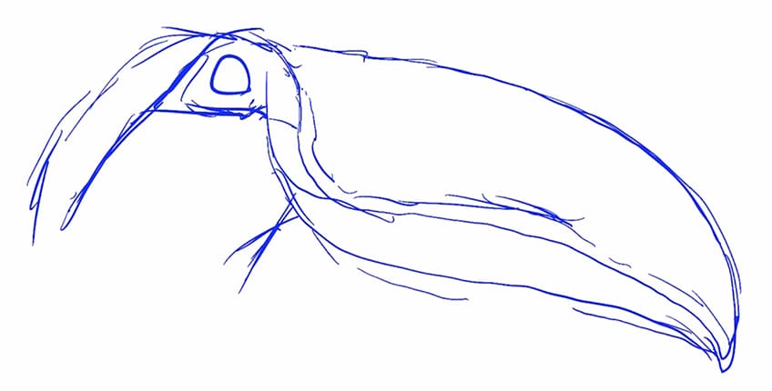 toucan drawing 01