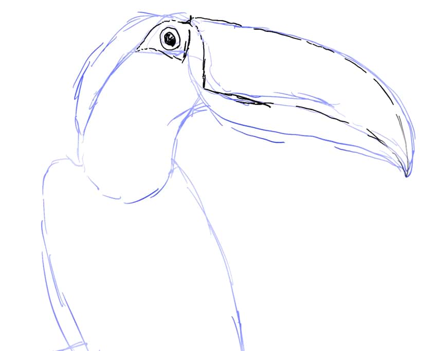 toucan drawing 04